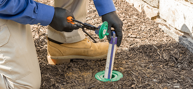 Termite Control