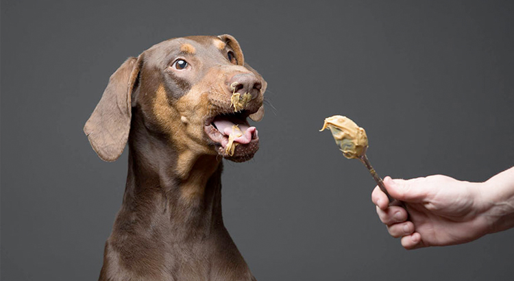 Dogs Eat Peanuts