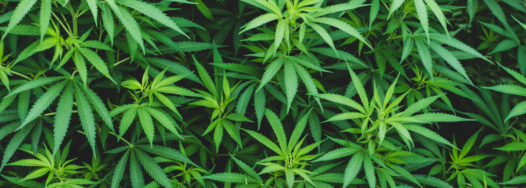 online dispensary canada