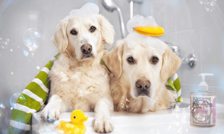 best dog shampoo
