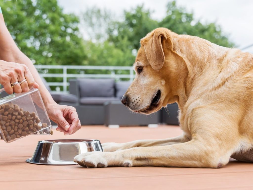 hypoallergenic food dog
