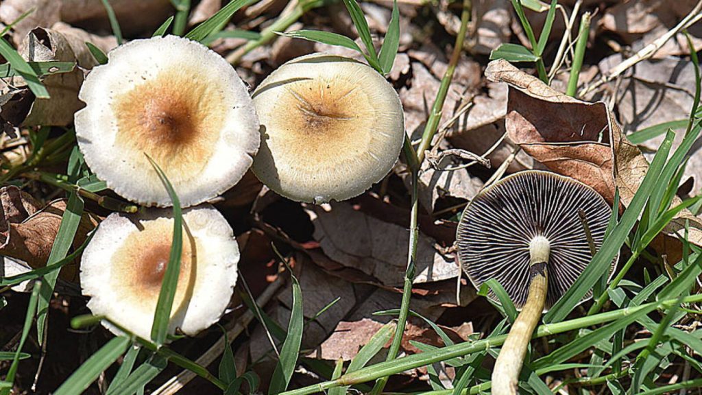 Magic Mushrooms